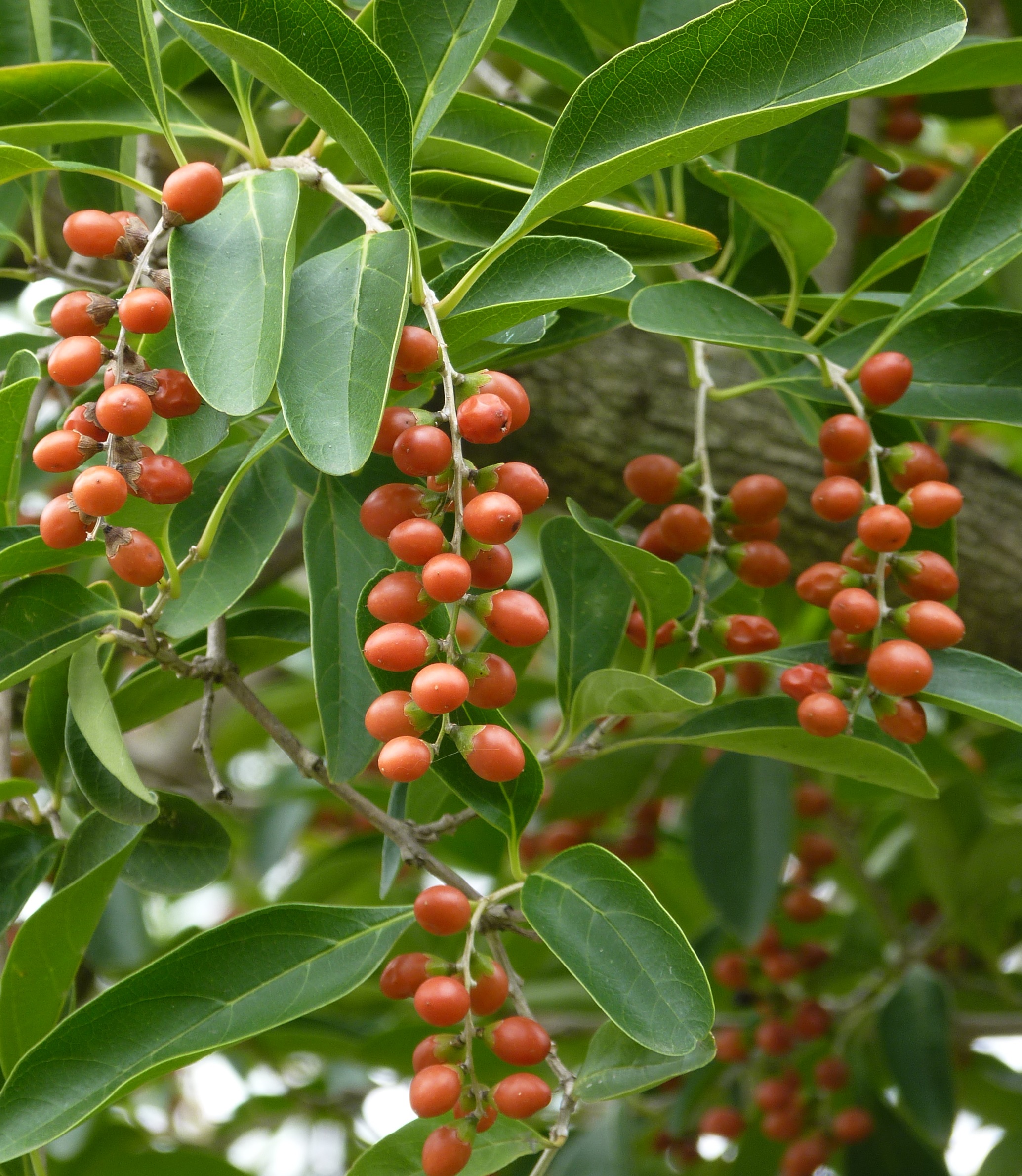 Tarumá o Espina de bañado